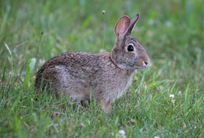 Ethical Pest Control Choice!