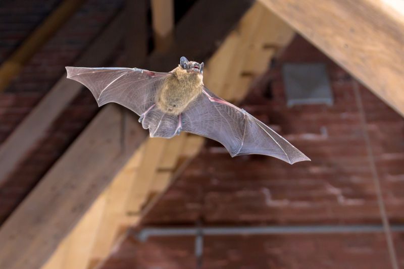Bat Infestations In Homes: Health Risks And Safe Removal