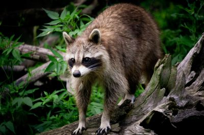 Humane Pest Removal!
